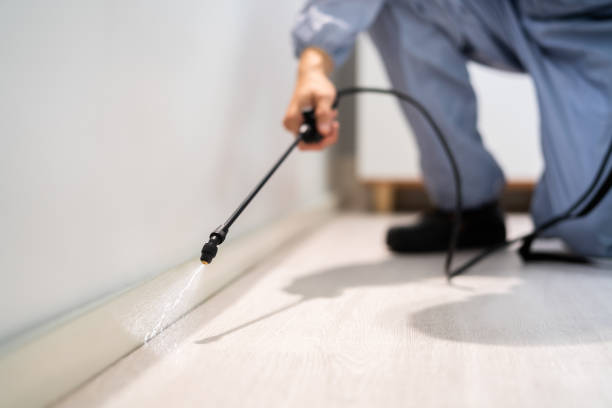 Licensed Wasp Removal service in Hebron, OH - Show Me Pest Control